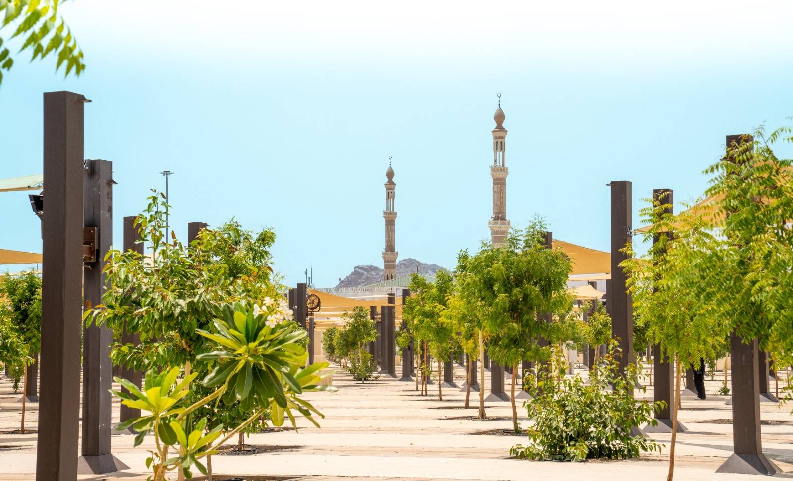 الأشجار بالمشاعر المقدسة- موسم الحج