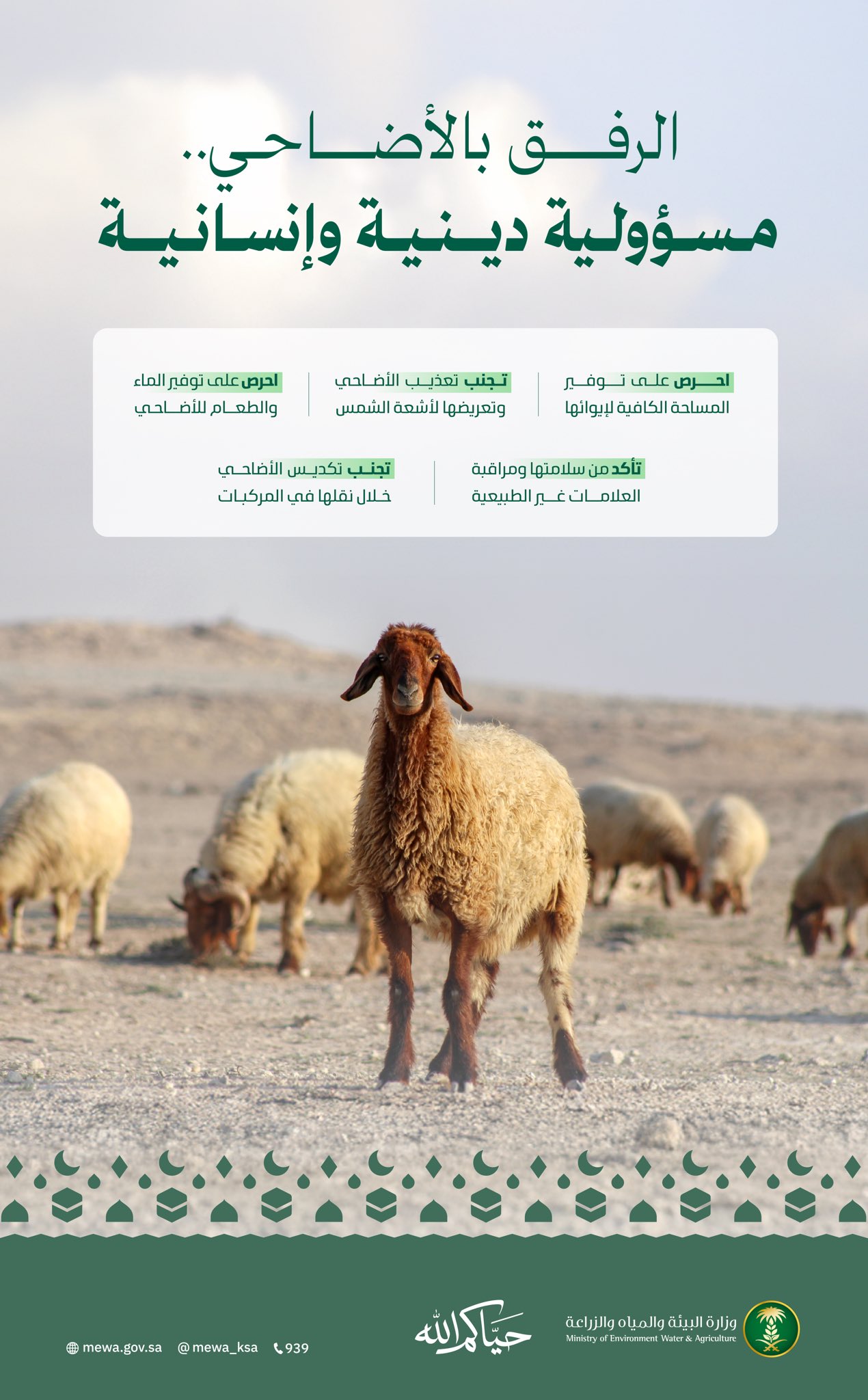 أسعار الأضاحي