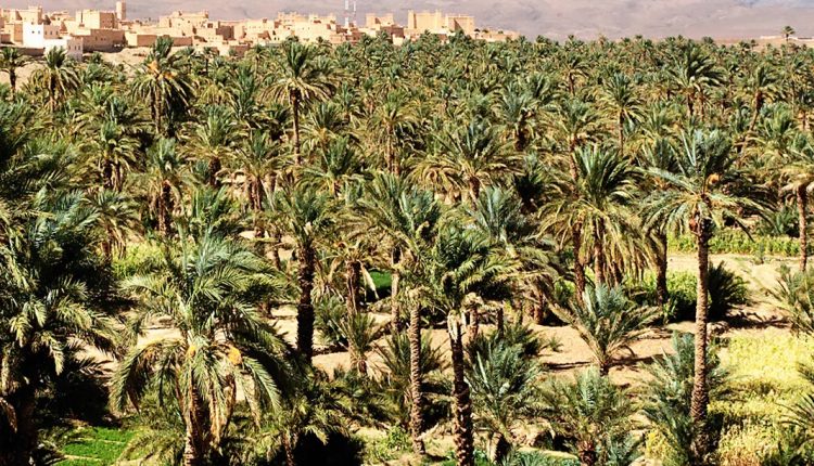مزارع المدينة