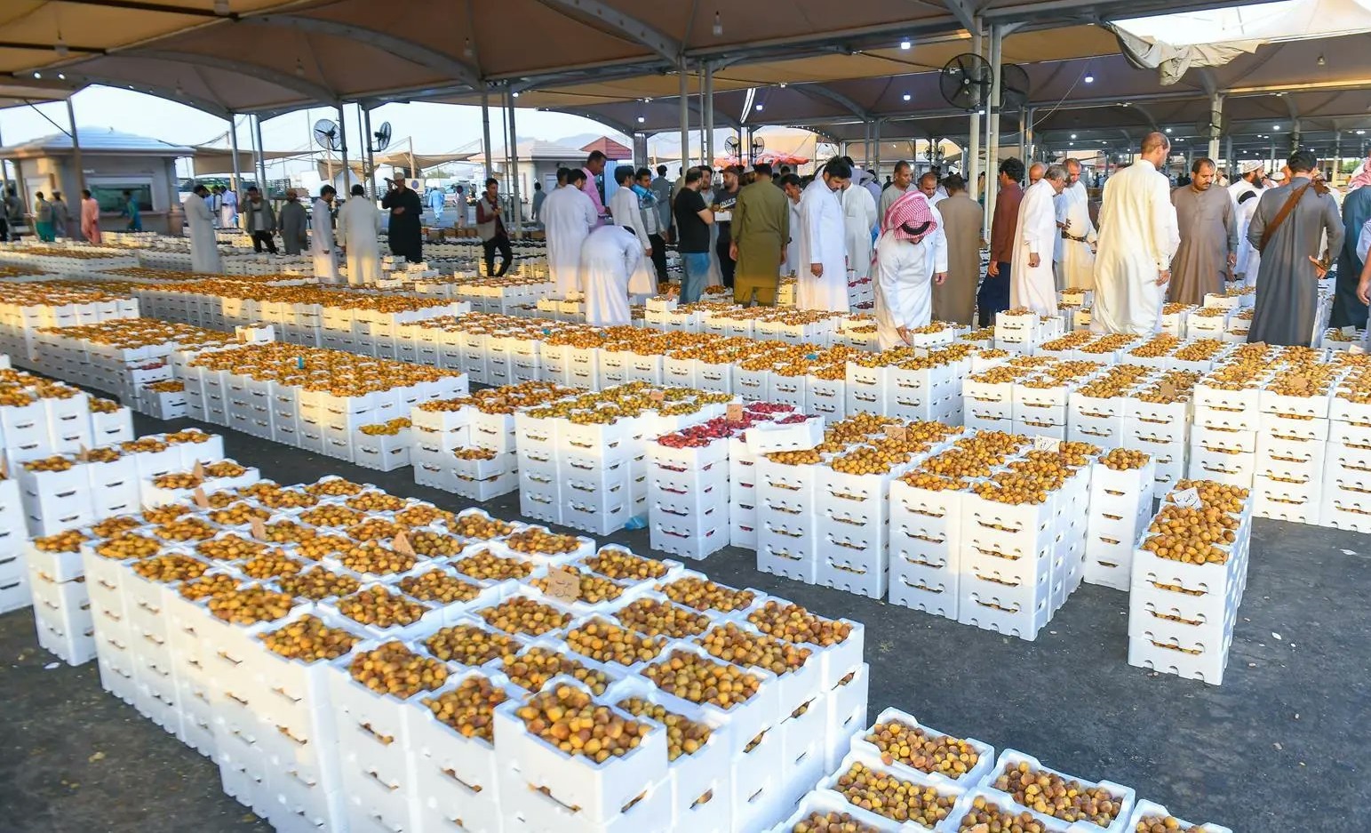 موسم الرطب بالمدينة المنورة