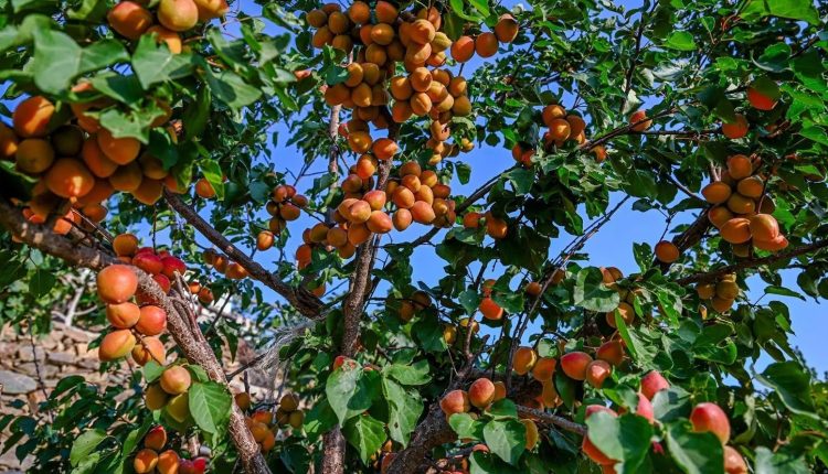 مزارع الفواكه الصيفية بالباحة
