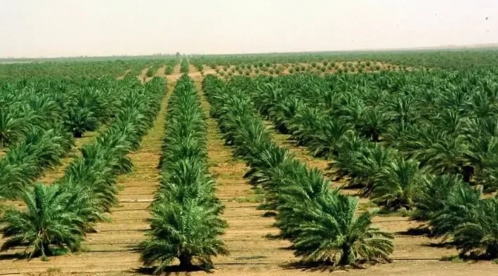 ريف السعودية