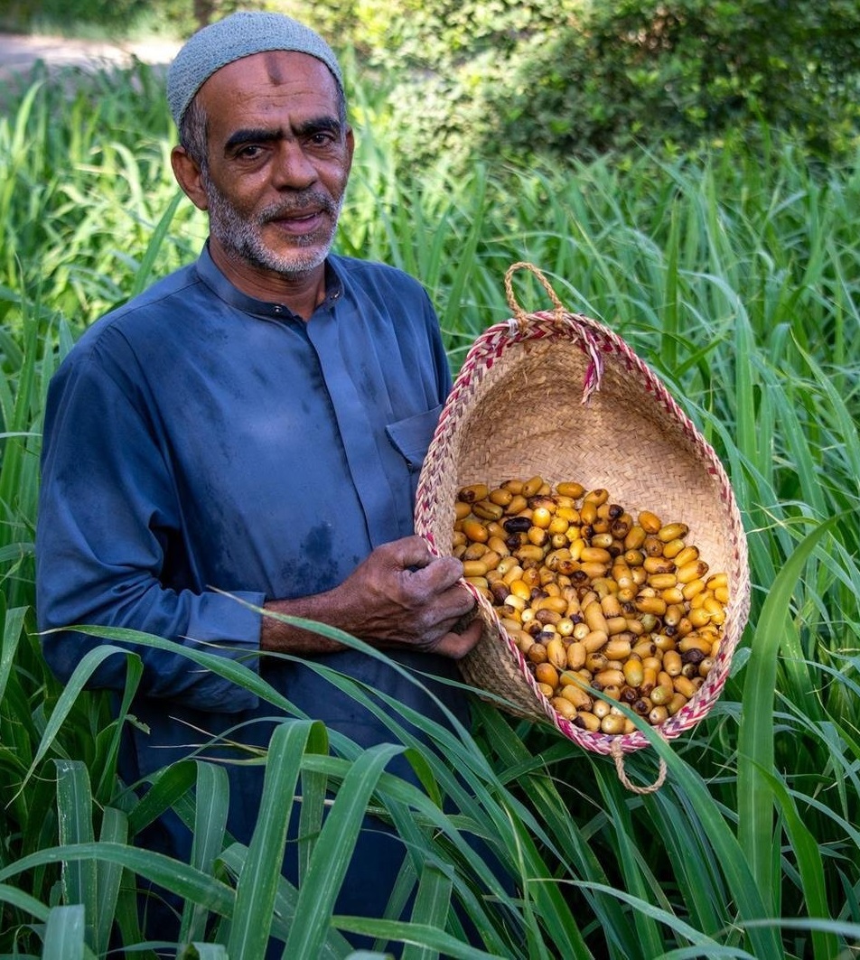 رطب الأحساء
