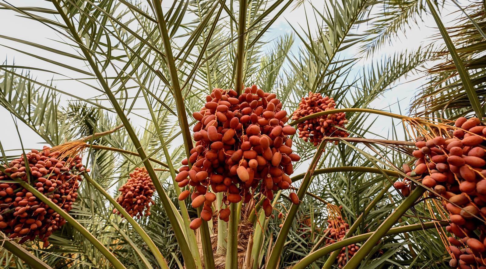 نخيل الباحة- تمور الباحة