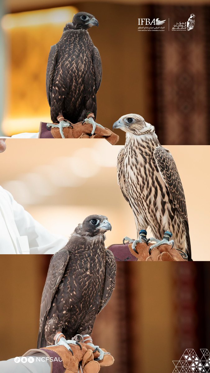 الصقور