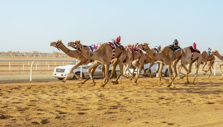 الهجن- للهجن- الإبل - الجمل- الجمال- الناقة