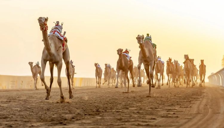 انطلاق أولى كؤوس مهرجان ولي العهد للهجن 2026 بالطائف