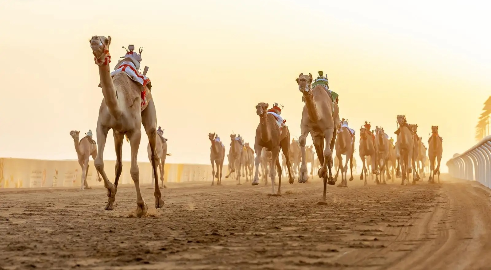 انطلاق أولى كؤوس مهرجان ولي العهد للهجن 2026 بالطائف