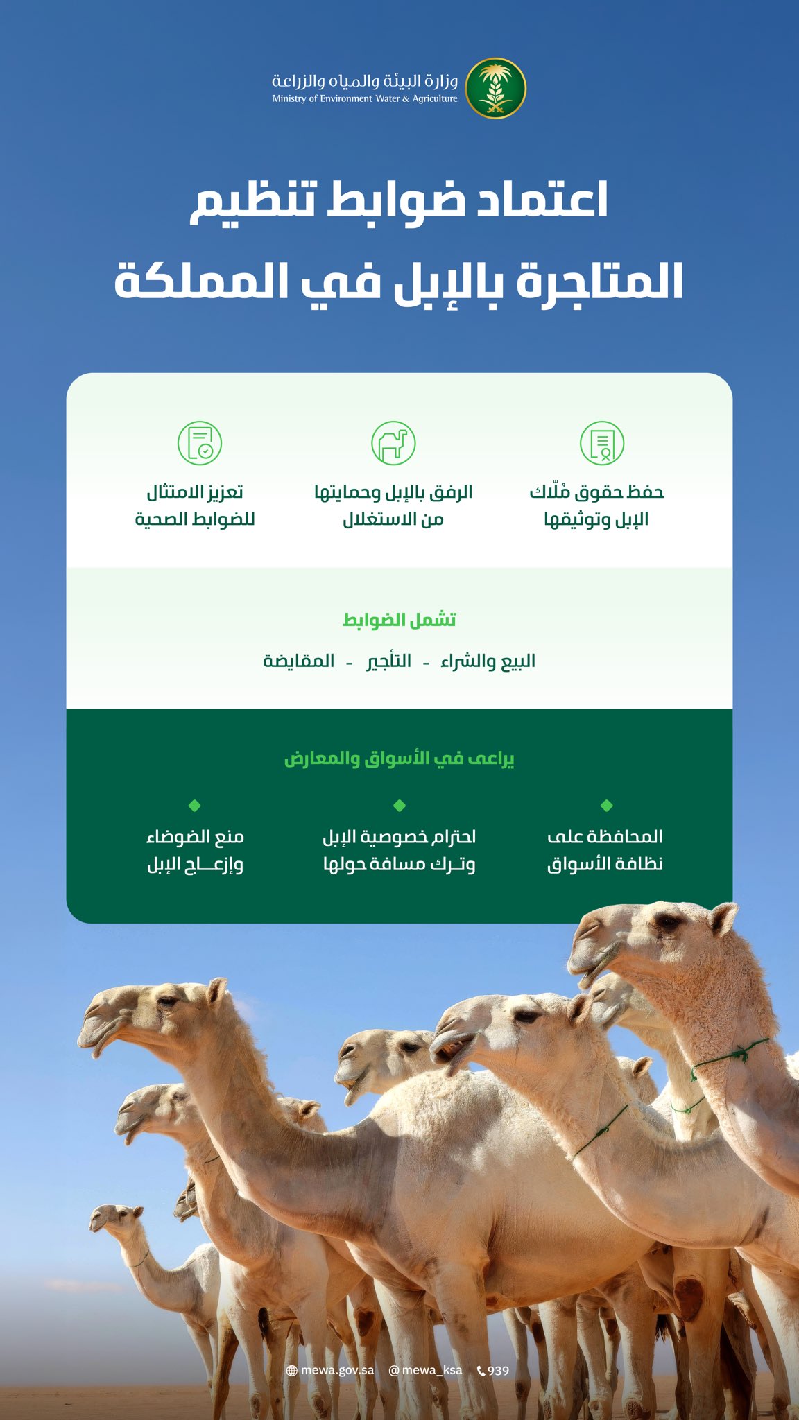 ضوابط المتاجرة بالإبل في السعودية