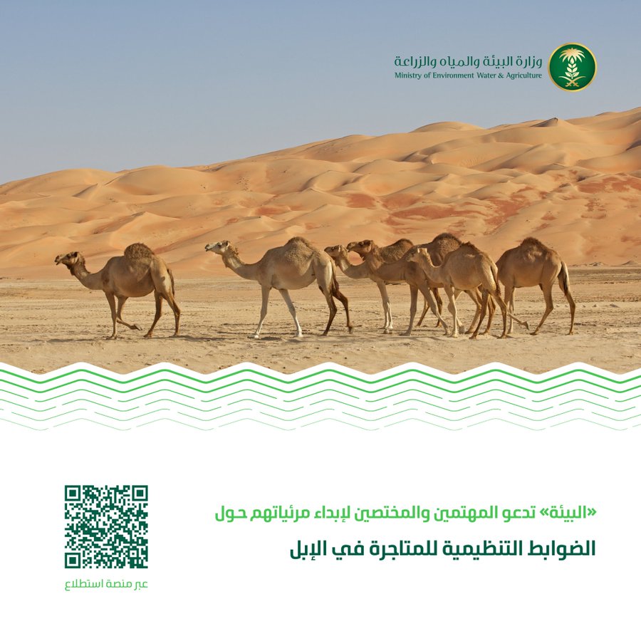 ضوابط المتاجرة بالإبل في السعودية