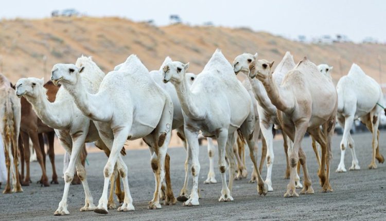 مزاد عنيزة للإبل 2026